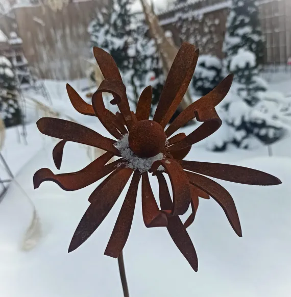 Цветок Сумасшедшая Ромашка